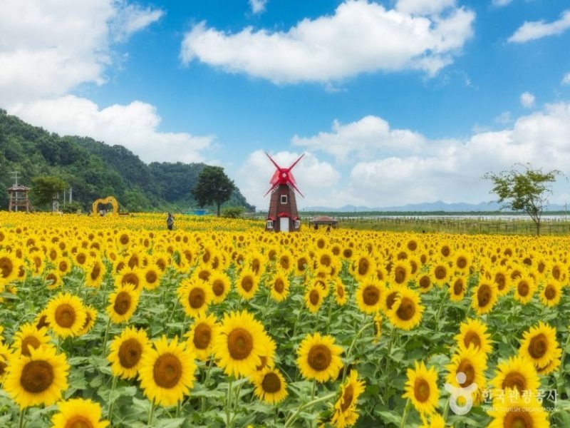(섬안의 섬!) 교동도 해바라기축제 / 대룡시장 / 화개정원&전망대 (당일)