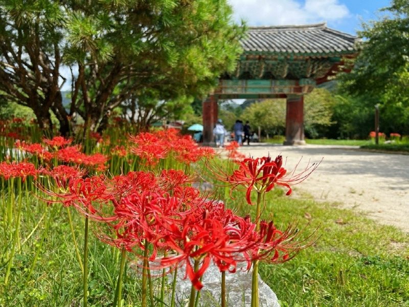 (꽃무릇 시즌 1탄!) 영광 불갑사 상사화 / 고창 선운사 꽃무릇 / 영광 굴비 정식 (당일)
