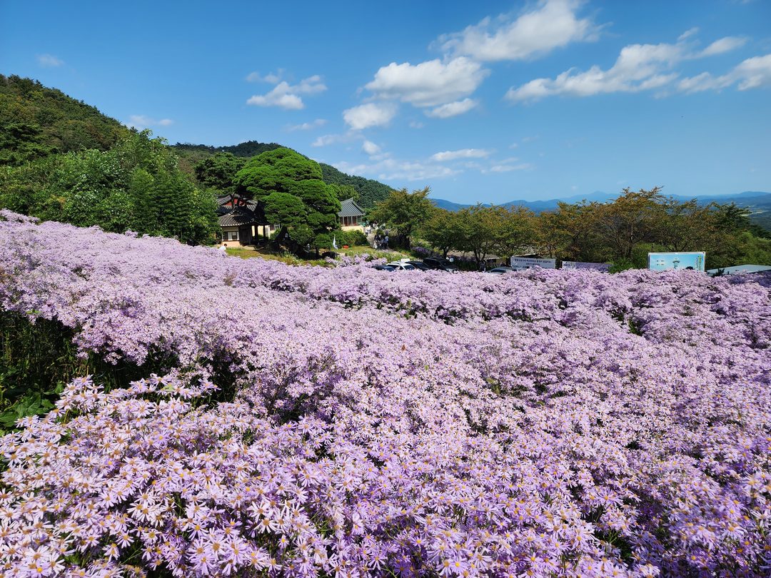 ◆리무진◆ 💜보라빛 바다에 취하다💜 문경 봉천사 개미취 꽃축제 / 봉명산 출렁다리 / 문경새재 도립공원(당일)