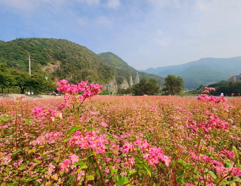 ◆리무진◆ (이국적인 풍경) 동강을 따라 붉게 물들다! 영월 동강 홍메밀 꽃축제 / 한반도 선암마을 / 장릉 / 어수리정식 (당일)