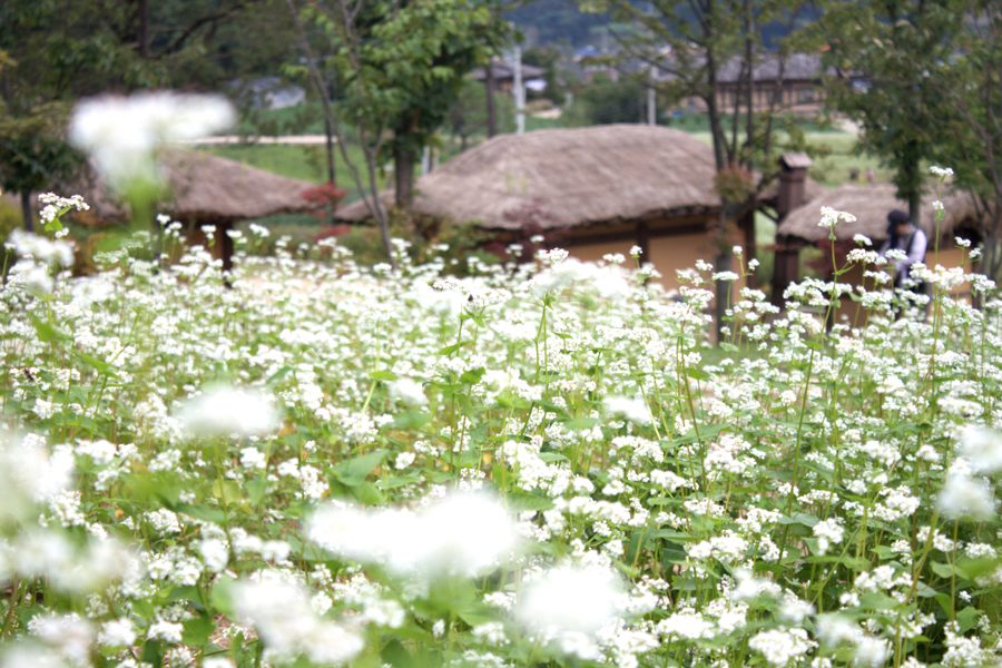 ◆리무진◆ [회원 초특가] 🌼미리만나는 가을~ 봉평 메밀꽃 축제 1탄 🌼 월정사 전나무숲길 + 밀브릿지 (당일)