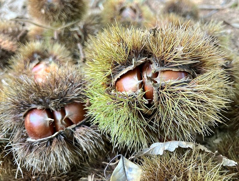 🌰 흥미진진 ~ 공주 알밤줍기 체험 포함! 🌰 갑사 분홍 상사화 & 오리숲길 + 한옥마을 족욕체험 + 공산성 힐링트래킹 (당일)