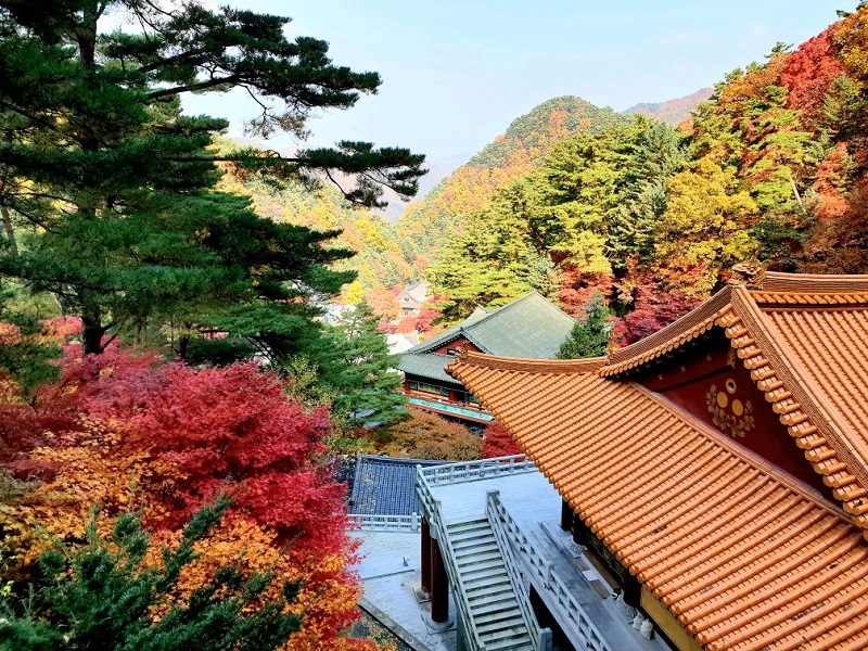 단양 구인사 단풍 / 시루섬 출렁다리 / 온달관광지&온달동굴 / 마늘밥상(마늘떡갈비,오삼불고기) (당일)