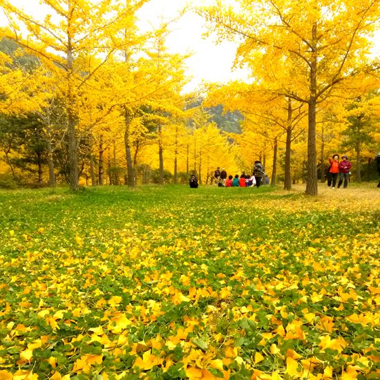 ◆리무진◆ 🍂10월 단 한달 개방🍂 비밀의 정원~ 홍천 은행나무숲 / 척야산 가을 수목원 / 두부전골 중식 (당일)