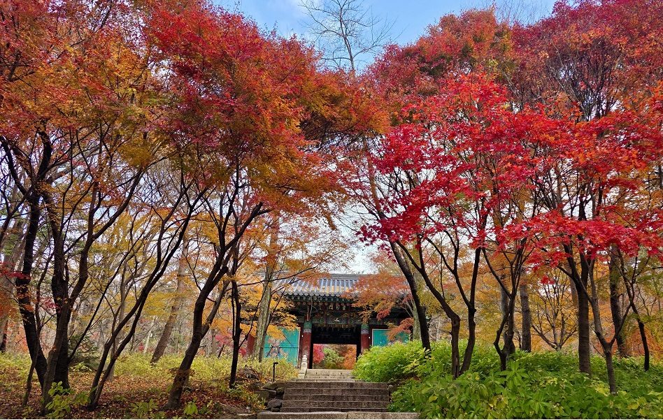 (완벽한 하루여행!) 예산 수덕사 단풍 / 메타쉐콰이어길 / 덕산온천 족욕 / 예당호 출렁다리(느린호수길,음악분수,전망대) (당일)