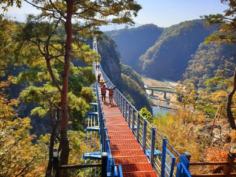 (완벽한 가을여행!) 원주 소금산 그랜드 밸리 + 케이블카 포함 / 치악산 구룡사 단풍 반계리 천년 은행나무 / 미로시장 (당일)