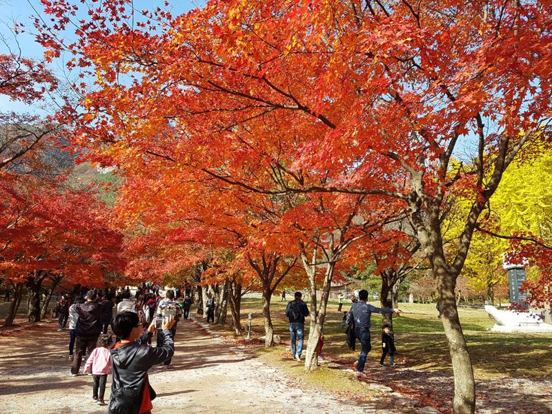 ◆리무진◆ (별미 1탄) 내소사 전나무숲길 / 채석강 / 줄포만 갈대밭 / 철판 갑오징어볶음&조개탕 (당일)