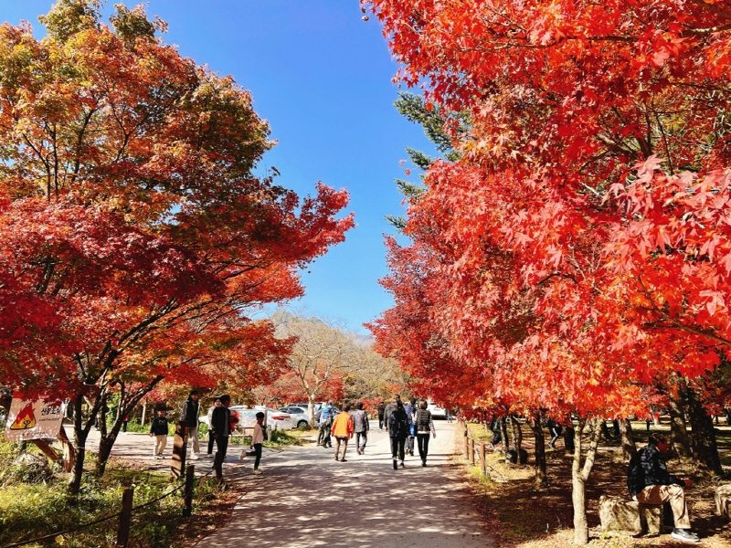 (남도단풍 일번지!) 내장산, 내장사 단풍 트래킹 / 백양사 애기단풍 (당일)
