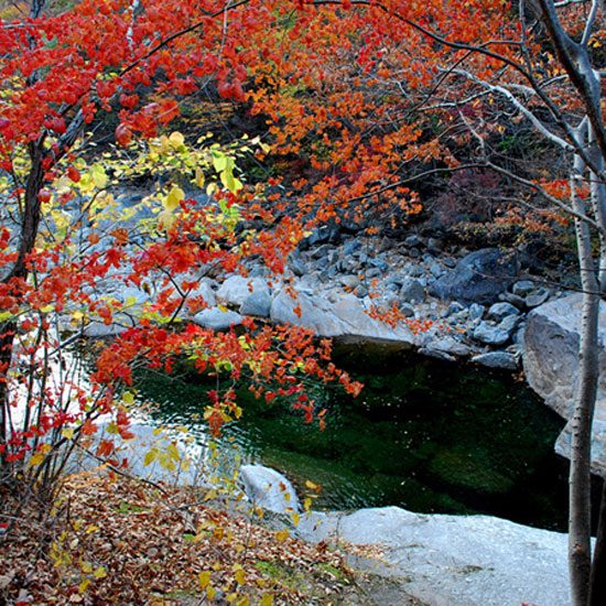 (가을단풍 절정!) 지리산 붉은물결 ~ 피아골 연곡사 단풍일주 / 구례 화엄사 단풍 (당일)