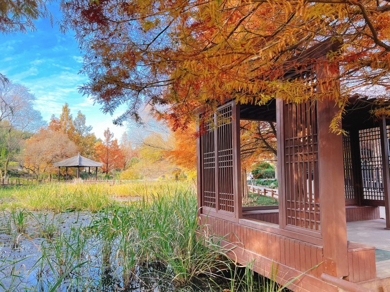 ◆리무진◆ 전주 가을수목원 / 한옥마을 / 덕진공원 / 팔복예술공장 / 전주별미(화산물갈비+초코파이 증정) (당일)