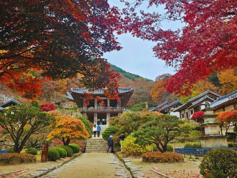 ◆리무진◆ 영주 부석사 은행나무길 / V-TRAIN 백두대간 단풍협곡열차(분천~양원~승부~철암) / 풍기인삼갈비탕 (당일)