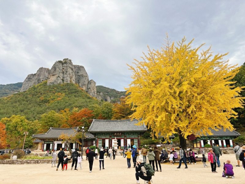 ◆리무진◆ (가을의 전설) 주왕산 협곡, 폭포 단풍일주 / 백일홍 산소카페 청송정원 (당일)