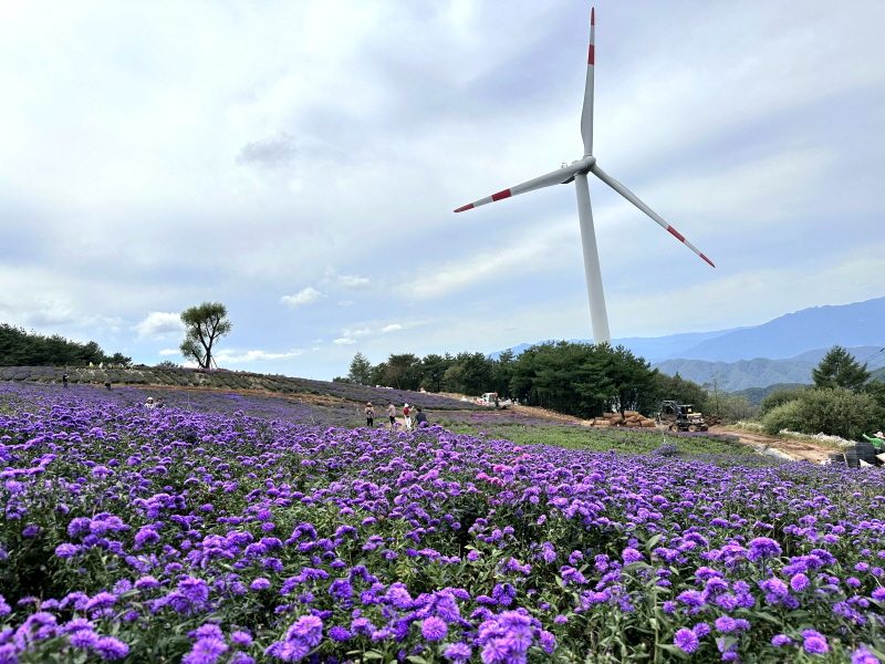 ◆리무진◆ (웰니스 보랏빛 가을정원)~별빛처럼 피어난 보랏빛 거창 아스타축제 / 산청 남사예담촌 / 능이버섯전골제공 (당일)