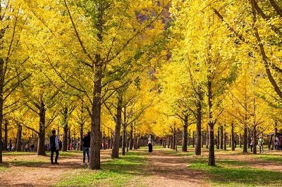 [30번] 일년에 단 한달만 개방! 노란빛 비밀의 숲 홍천은행나무숲 + 공작산 수타사 산소길