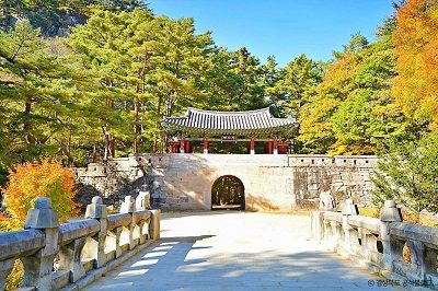 [24-1번][리무진버스] 노오란~ 문경새재은행나무길 + 봉명산 출렁다리 + 오미자테마공원 + 약돌돼지석쇠구이제공
