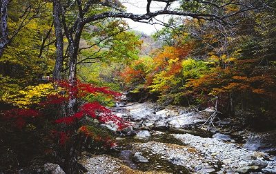[40번]A코스[리무진버스] 지리산 피아골단풍(연곡사) + 구례 화엄사