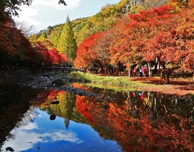 [41번][리무진버스]호남 금강산~ 강천산단풍 + 채계산출렁다리 + 순창고추장마을