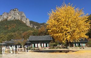 [35-1번][리무진버스]청송 주왕산 / 대전사 단풍 + 주산지 왕버드나무