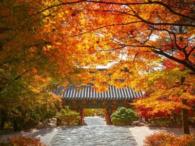 [59번]9월특가! 영주 부석사 은행나무 숲 + 소수서원 + 영주 치유의 숲