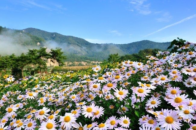 [당일]수려한 호변경관~정읍구절초꽃+옥정호구절초태마공원+아름다운 경치를 보여주는~장성 백양사