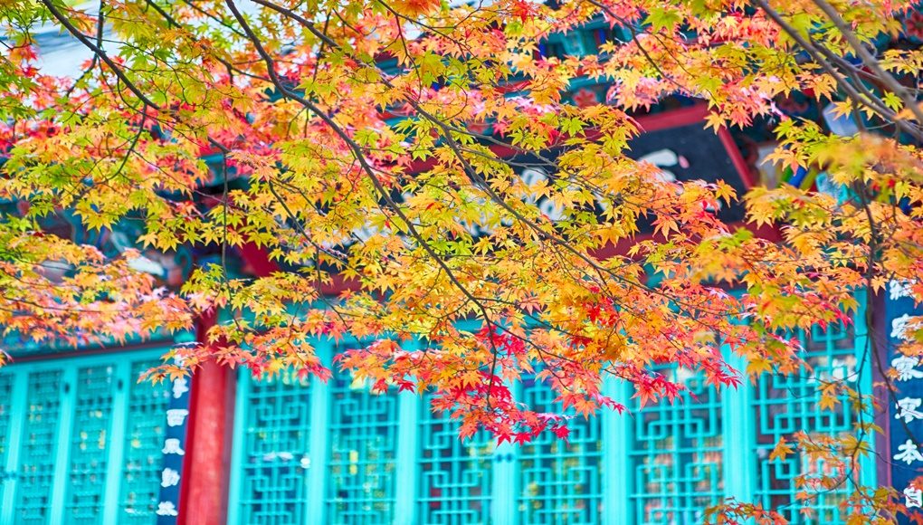 [당일★리무진버스]오색단풍 단풍일번지!내장산 내장사단풍+백양사애기단풍