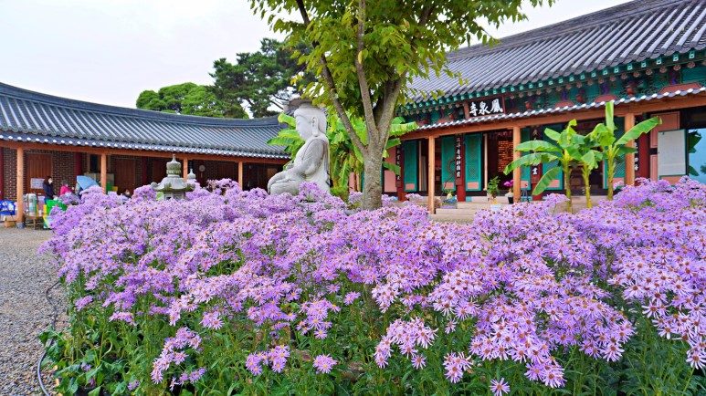 [당일]연보랏빛 장관을 이루는~문경봉천사  개미취꽃+문광호수은행나무길+문경새재도립공원