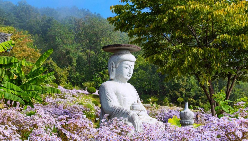 [당일★리무진버스]연보랏빛 장관을 이루는~문경봉천사 개미취꽃+문광호수은행나무길+문경새재도립공원