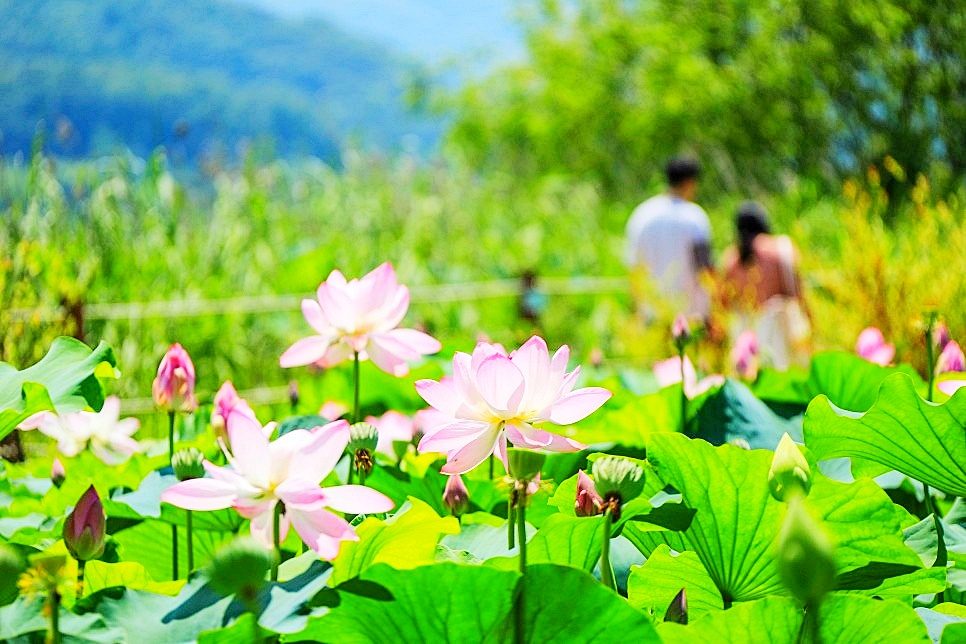 [당일★리무진버스]부여서동연꽃+궁남지+백제문화의보고,부소산성+아름다운 소나무숲~낙화암+고란사+[부여황포돛배]