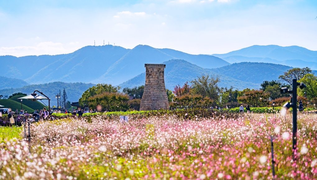 [당일★리무진버스]가을이 물드는 경주, 핑크빛 설렘이 가득!경주핑크뮬리+첨성대+대릉원+황리단길