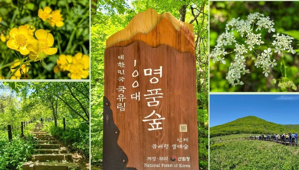 [당일]천상의화원 점봉산 곰배령+야생화 트레킹+산림생태탐방 진동계곡(산나물뷔페)(인제)