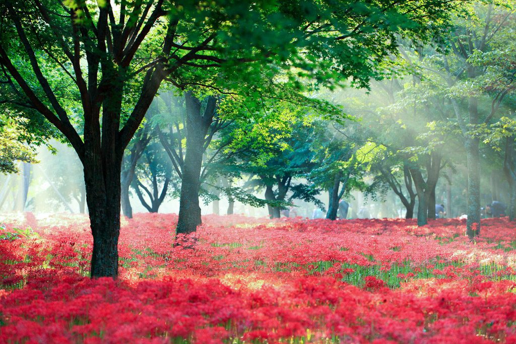 [당일]영광 불갑산상사화꽃"상사화, 천년사랑을 품다"+선운사꽃무릇+영광법성포(굴비정식)
