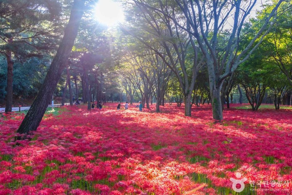 [당일★리무진버스]영광 불갑산상사화꽃"상사화, 천년사랑을 품다"+선운사꽃무릇+영광법성포(굴비정식)