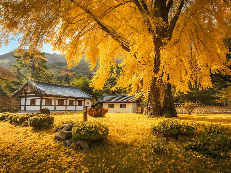 [B-17C] 울산+청도 단풍로드 1박2일