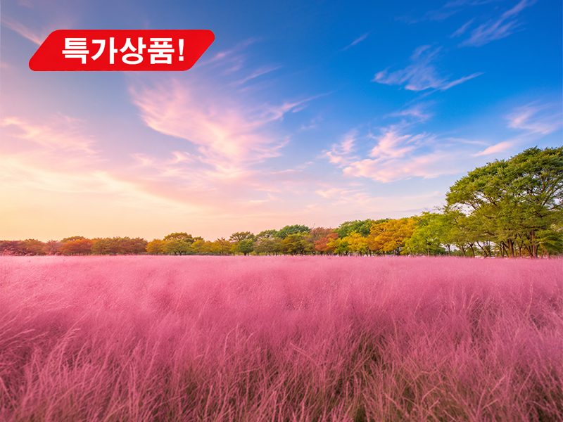 [C-38C] 용인자작나무숲 가을꽃축제+안성금광호수길하늘전망대