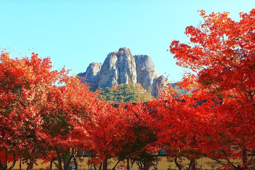 [리무진] 가을 단풍 절정! 청송 주왕산·주산지·대전 은행나무길 & 달기약물 흑미백숙(중식 포함)