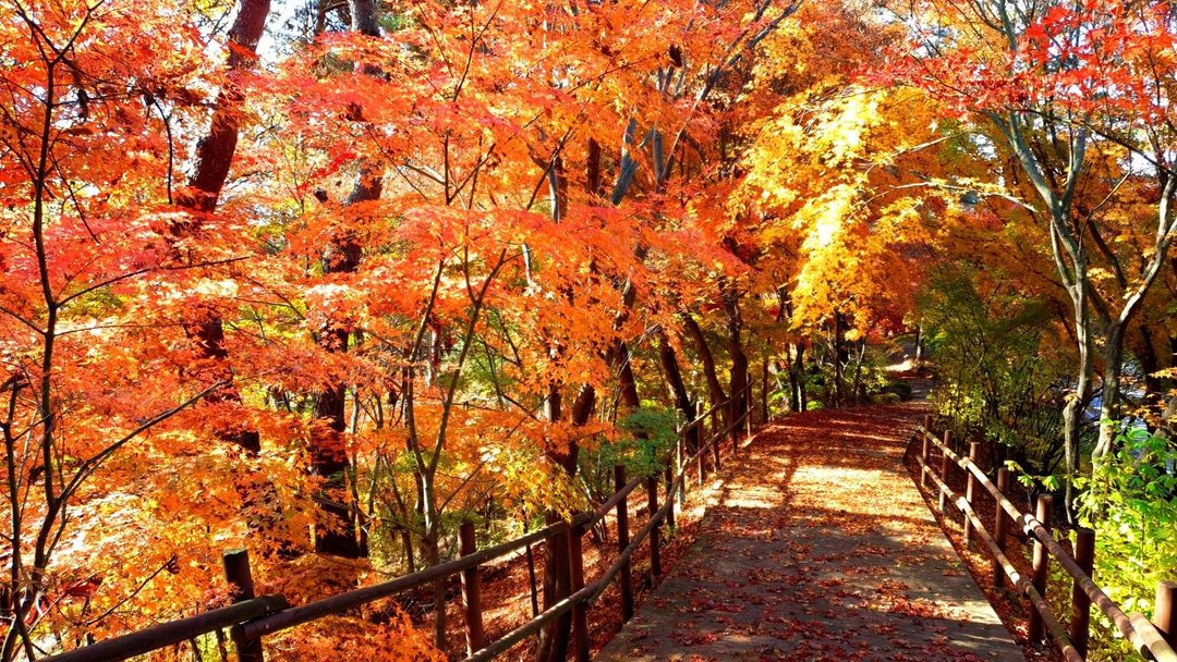 [리무진] 오색단풍에 물든 대통령의 별장! 청주 청남대 국화 & 현대미술관 -청남대 국화+단풍+현대미술관-