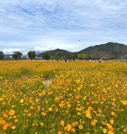 [611][여주]대신섬 산책 + 우동 만들기 + 라탄 바구니 공예 + 아트 텀블러 체험 + 점심 제공 (당일)