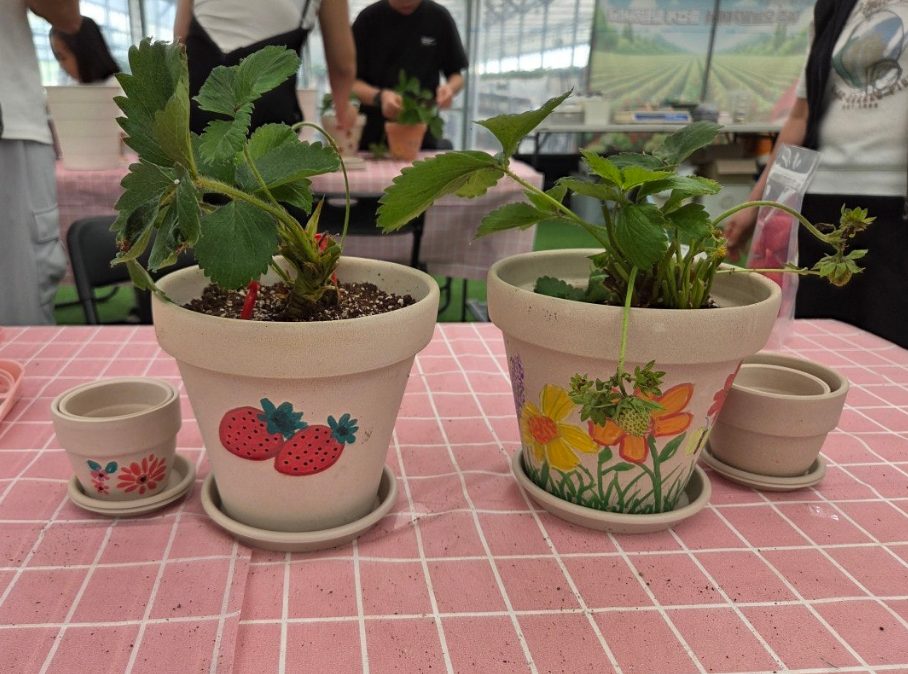 [614][여주]세종대왕릉 + 황학산 수목원 + 과일청 고추장 + 포도 쨈 + 딸기 화분 + 점심 제공 (당일)